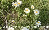 Gänseblümchen am Wanderweg 