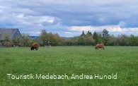 Weidende Kühe