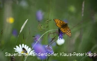 Flora und Fauna im Schwarzbachtal