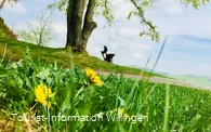 Ringwallweg Schwalenburg im Frühling