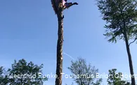 Feuereiche