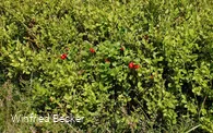 Vegetation mit Preiselbeeren am Osterkopf