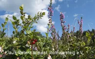 Heidekraut und Preiselbeeren