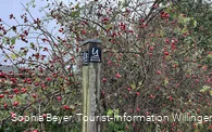 Hagebuttenstrauch am Uplandsteig