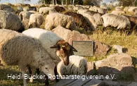 Schafherde an der Lennequelle