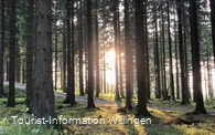 Sonnenstrahl im Wald bei Willingen 