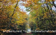 Bunter Herbstwald
