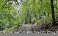 Buchenwald im Frühling am Uplandsteig