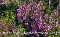 Heideblüte