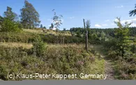 Heidepfad am Wanderweg U3 in Willingen-Usseln