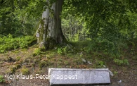 Markanter Baum an der Schwalenburg