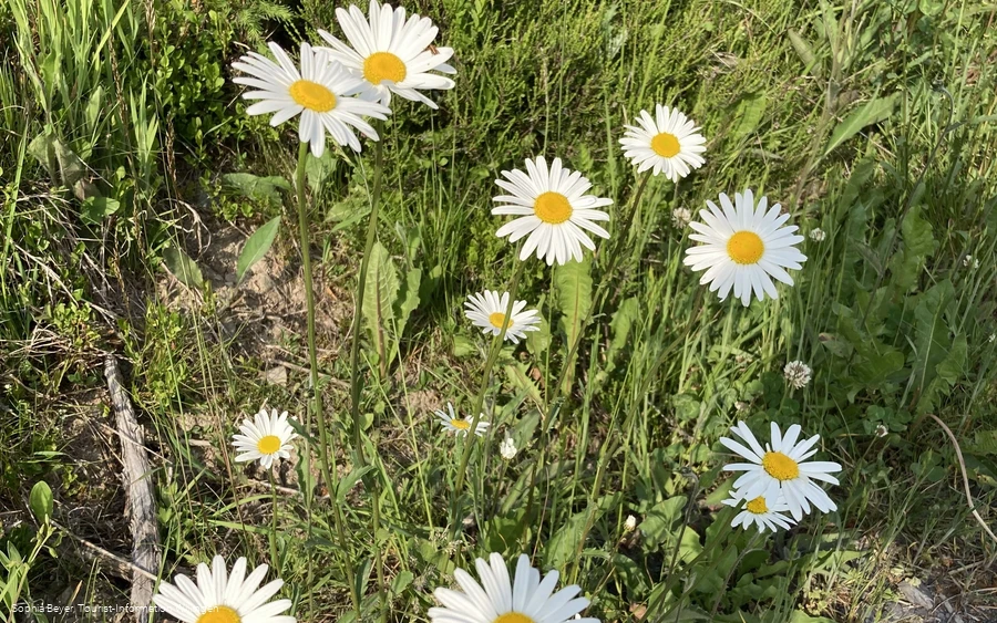 Gänseblümchen am Wanderweg 