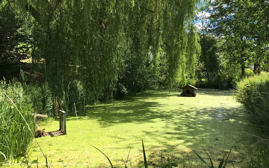 Mühlenteich Cobbenrode