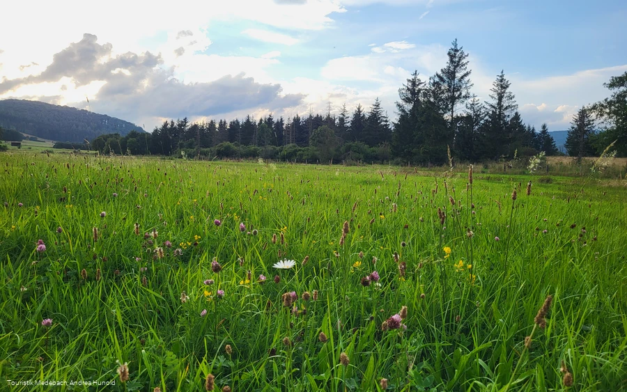 Durch Wiesen und Weiden im Gelängetal Medebach