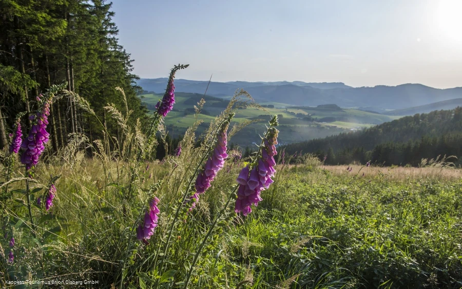Landschaft Sauerland