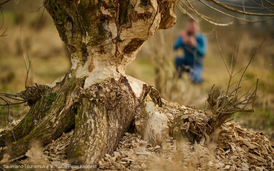 Ein von Biebern abgenagter Baum am Diemelsee