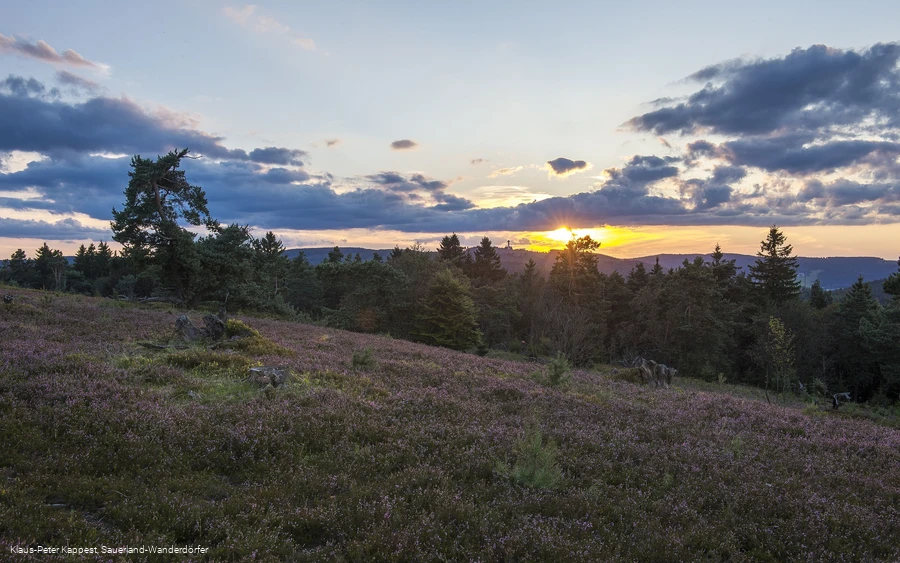 Heidelandschaft bei Sonnenuntergang 