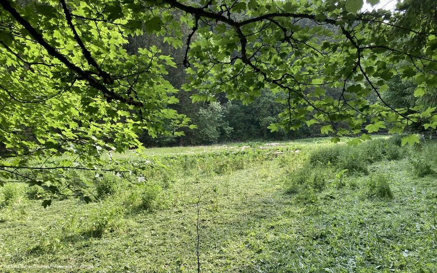 Wiese im Strycktal