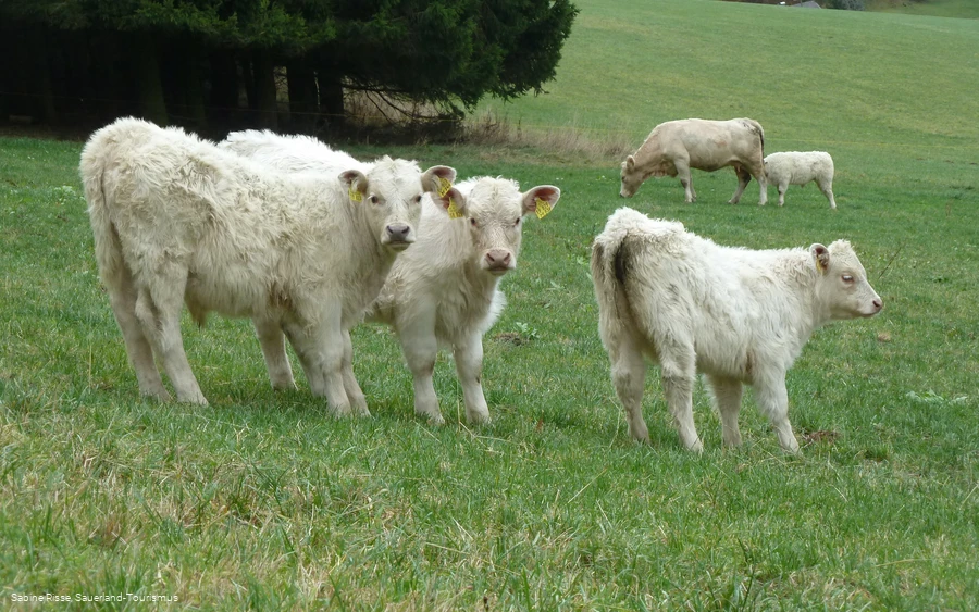 Wandern auf der Höhenflug-Rundtour durch´s Sorpetal