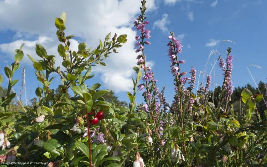 Heidekraut und Preiselbeeren