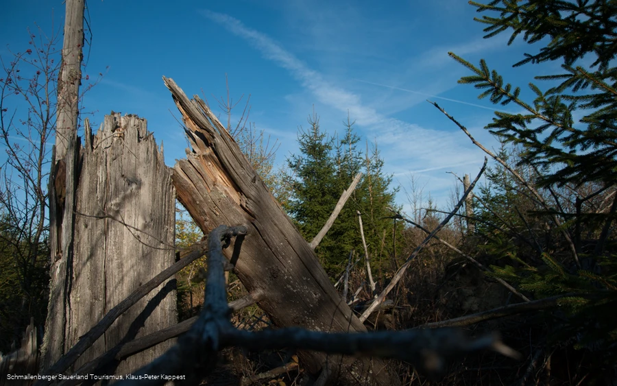 Abgestorbener Baum am Kyrillpfad im Sauerland vor blauem Himmel.jpg Abgestorbener Baum am Kyrillpfad vor blauem Himmel