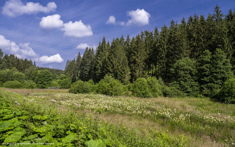 Natur im Schwarzbachtal