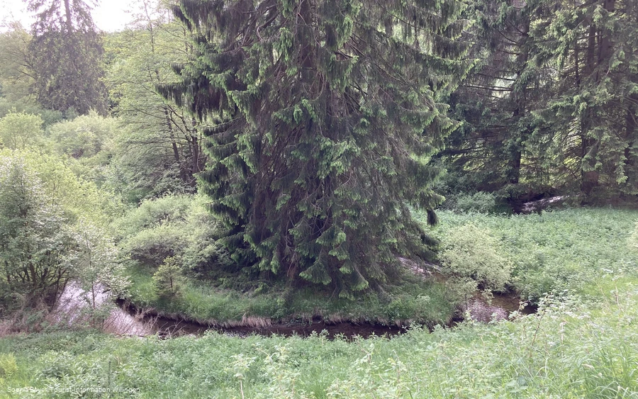 Tanne am Bachlauf am U1