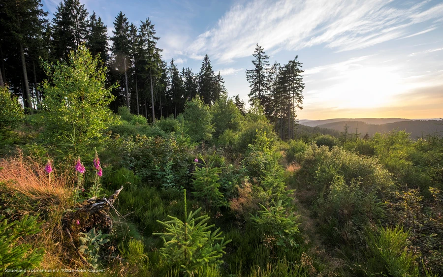 Wanderpfad oberhalb von Heinsberg