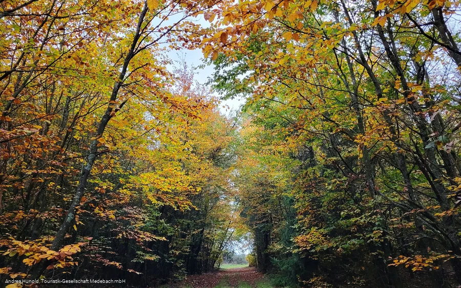 Bunter Herbstwald