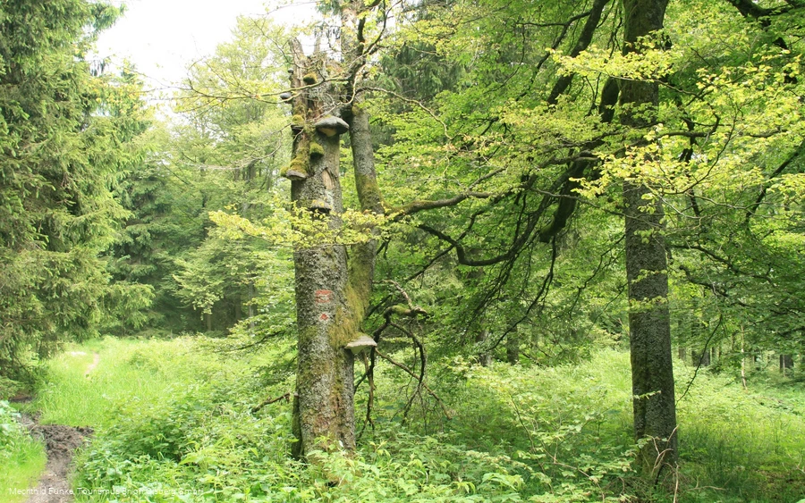 Naturwege auf dem Langenbergrundweg