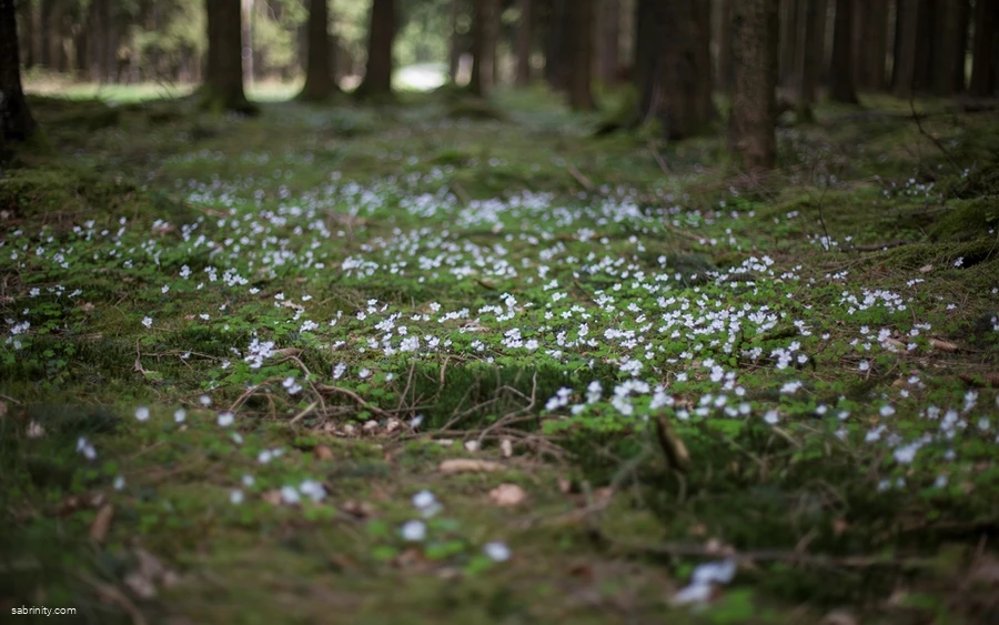 Mehr Waldblumen