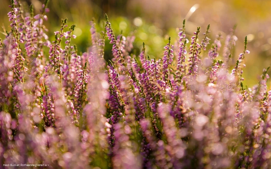 Heidelandschaft am Rothaarsteig