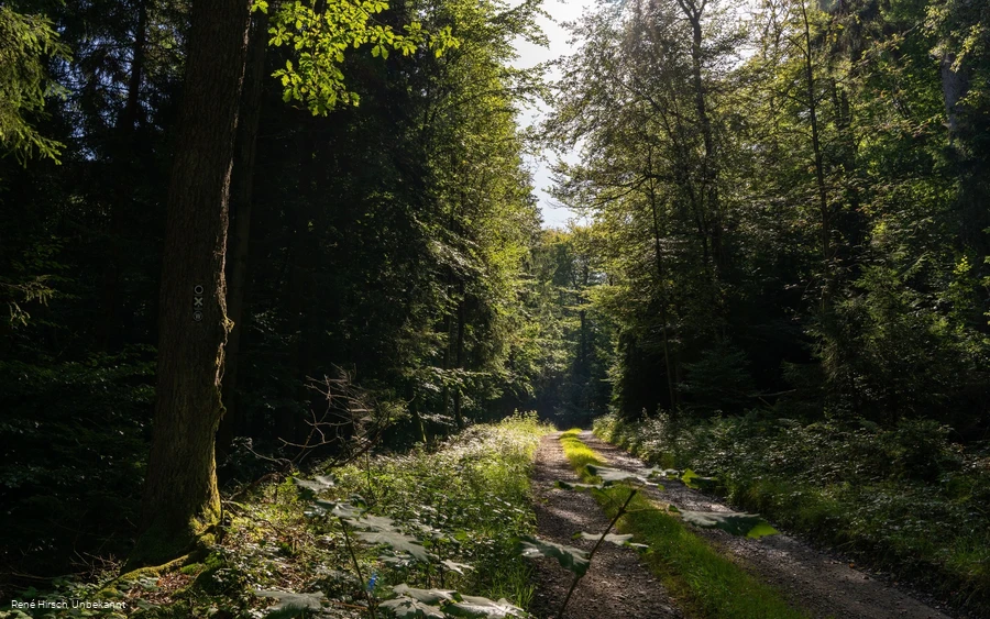 Rahrbacher Poesieweg Richtung Welschen Ennest