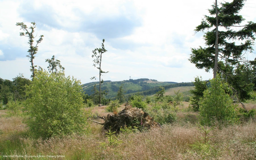 Blicke vom Langenberg