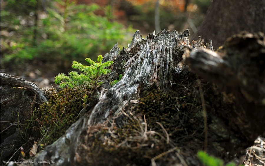 Kyrillpfad_Fichte wächst aus einem abgestorbenen Baumstumpf.jpg Kyrillpfad_Fichte wächst aus einem abgestorbenen Baumstumpf