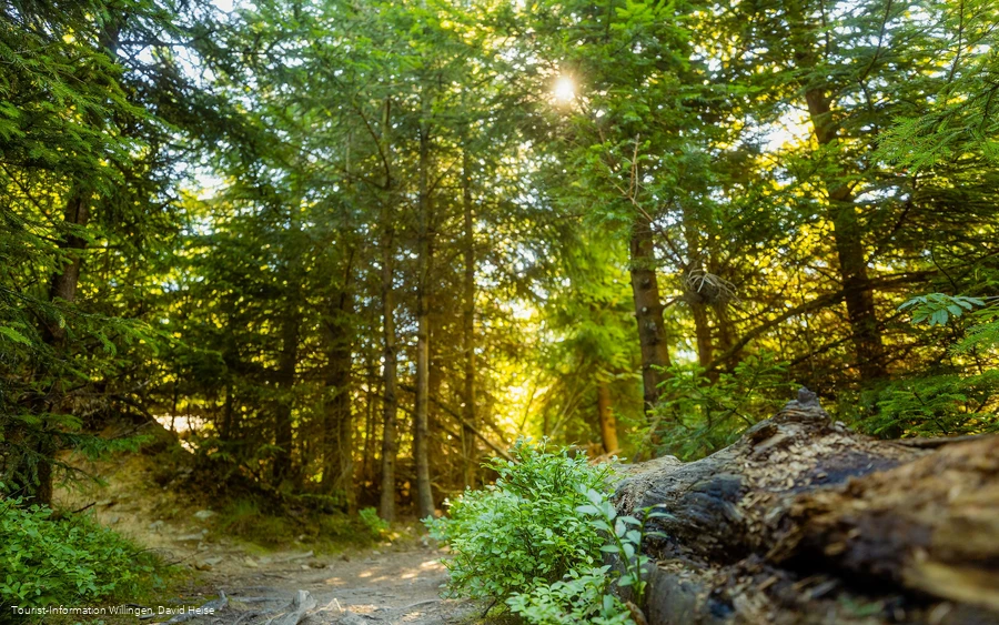 Wald im Sonnenlicht 