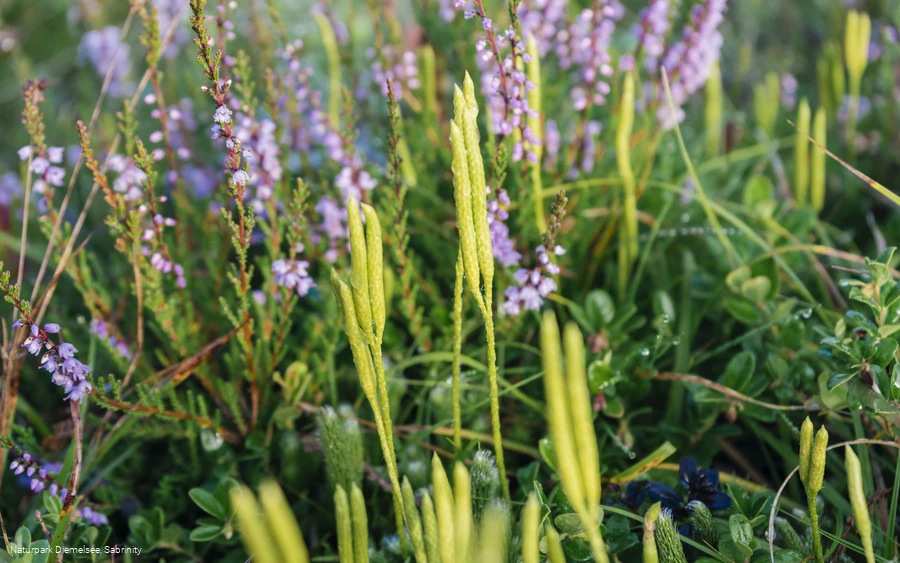 Bärlapp und Heidekraut
