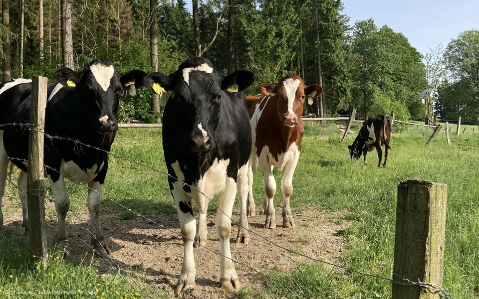 Kühe am Wanderweg U1