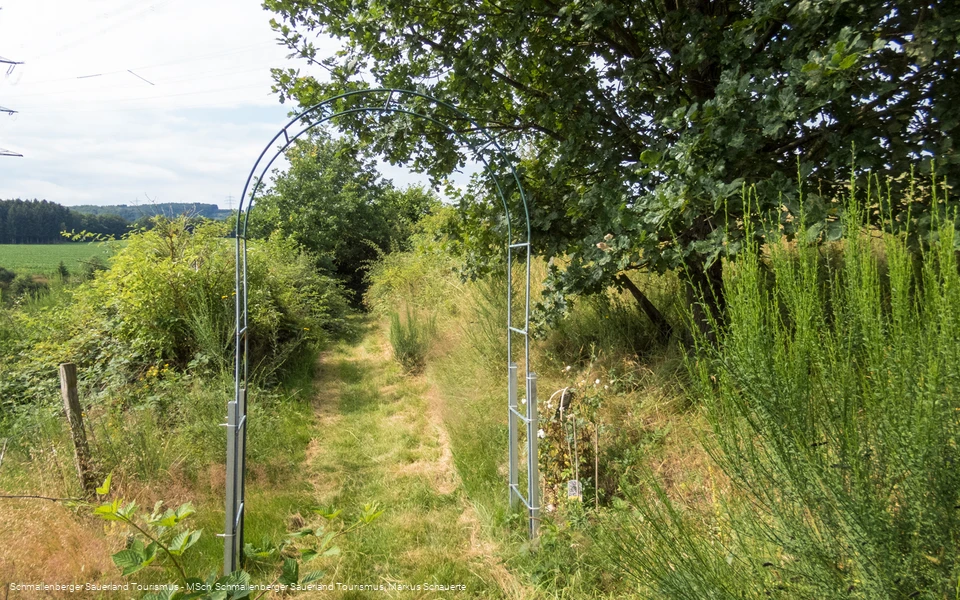 Dornröschenweg bei Arpe