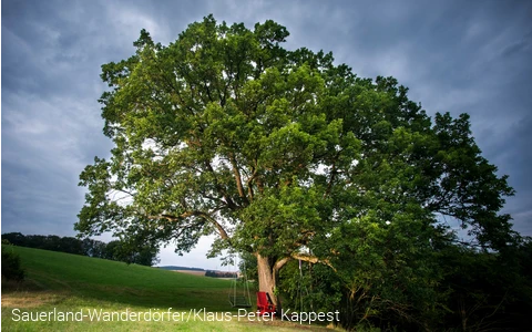 Eiche im Ohl mit rotem Stuhl
