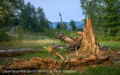 ein abgestorbener Baum am Orenberg