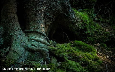 Moosbewachsener Baum im Schinkenkeller