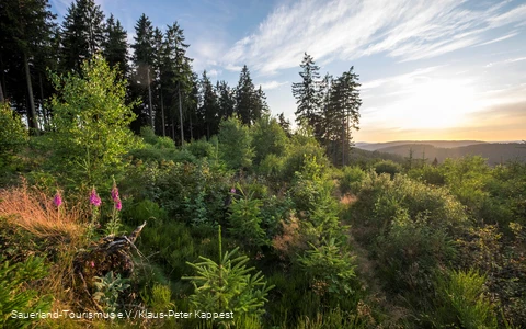 Wanderpfad oberhalb von Heinsberg