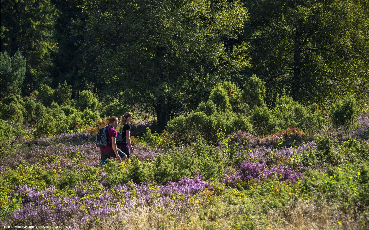 Wandern in der Heinsberger Heide