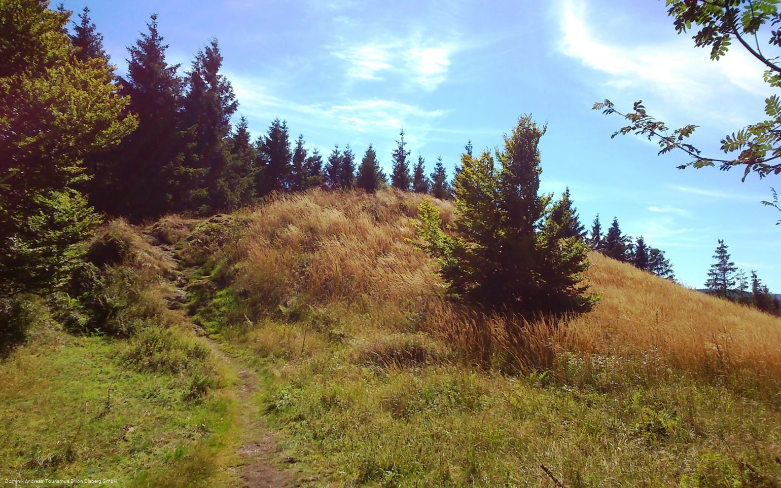 Ginsterköpfe