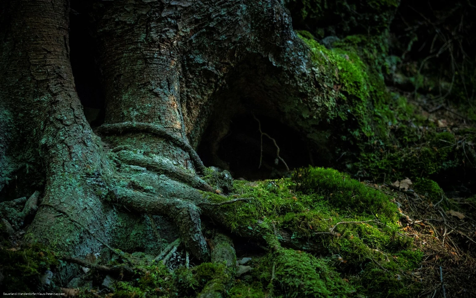 Moosbewachsener Baum im Schinkenkeller