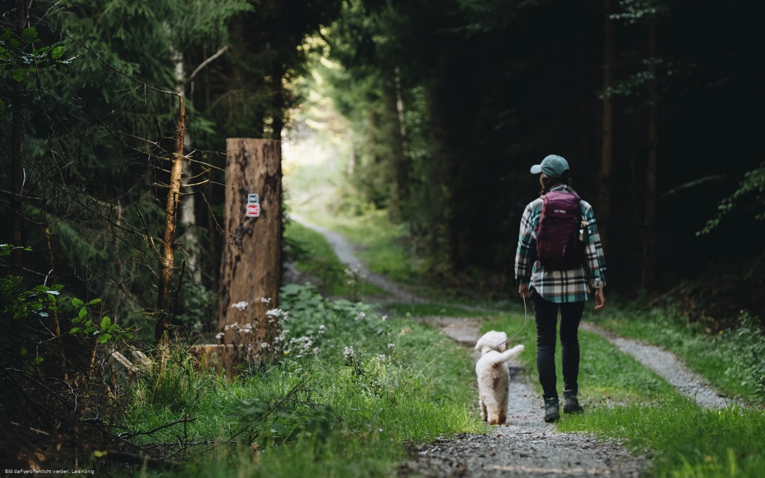 Wanderin mit Hund auf einem Waldweg auf dem Rothaarsteig