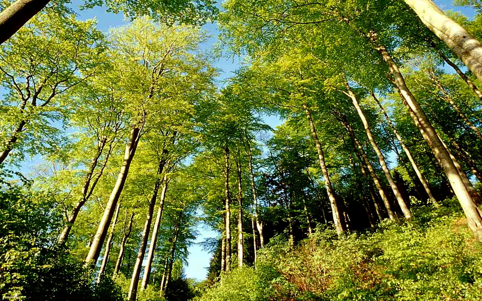 Lichter Sommerwald am Rothaarsteig