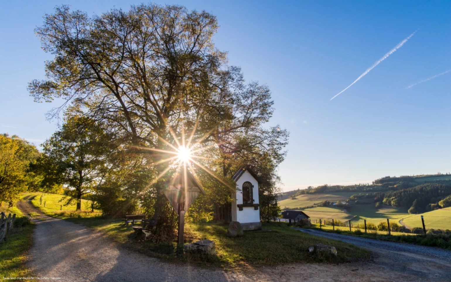 Die Lausebuche vor blauem Himmel in der Abenddämmerung
