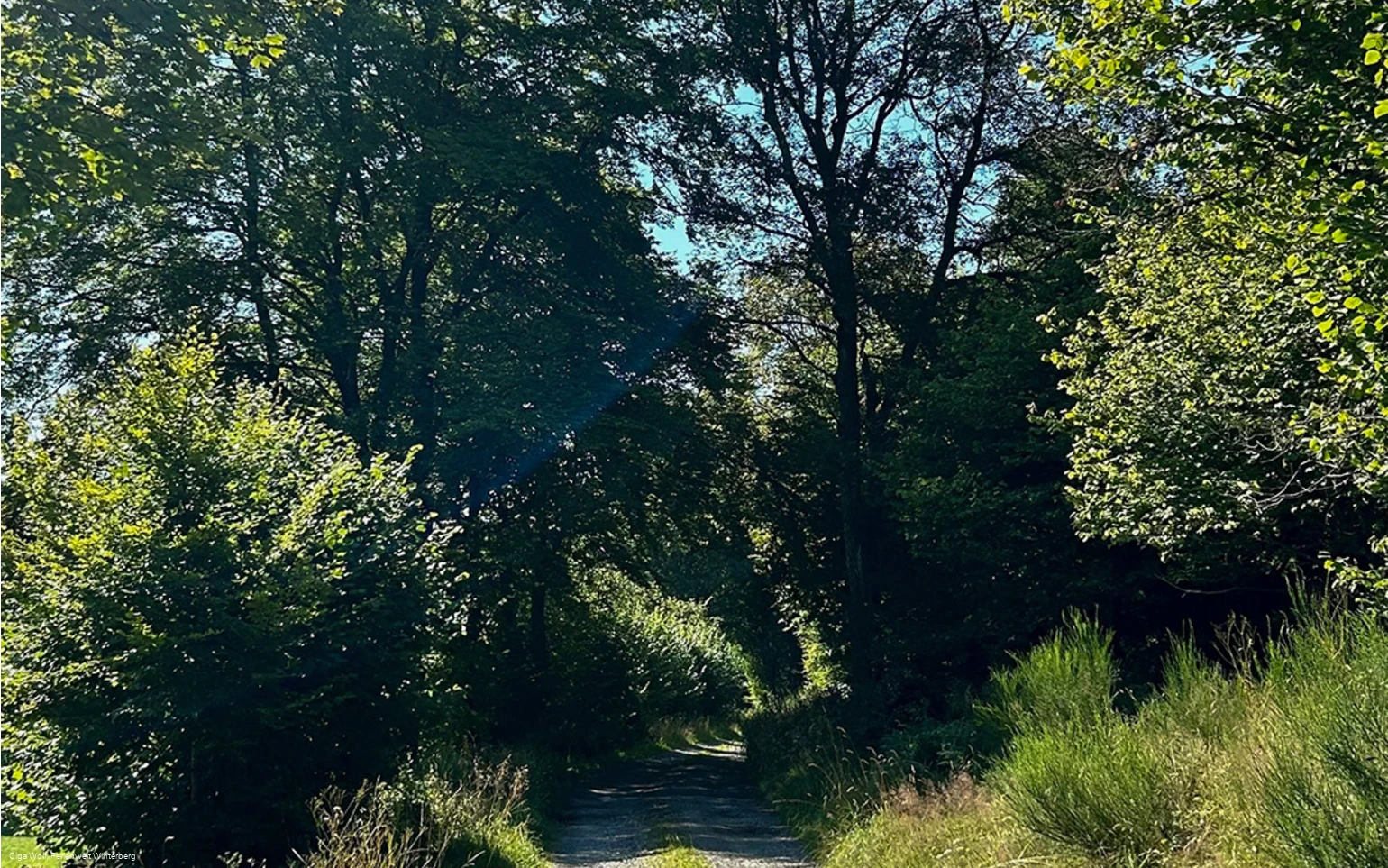 Liesetalweg (L3) Liesen